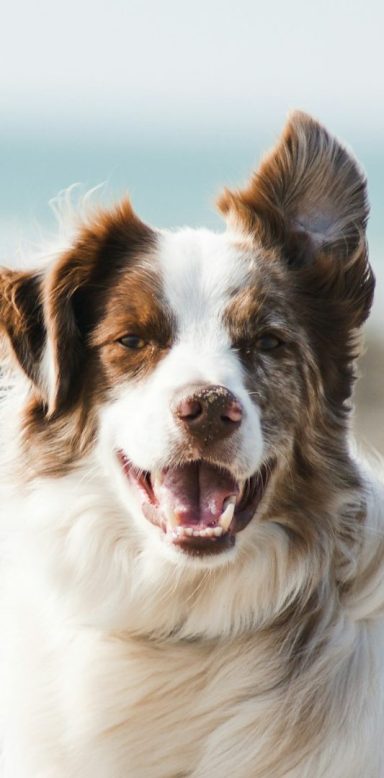 Ein fröhlicher Hund mit braun-weißen Fell
