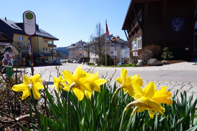Gelbe Narzissen blühen vor einer malerischen, ländlichen Kulisse.