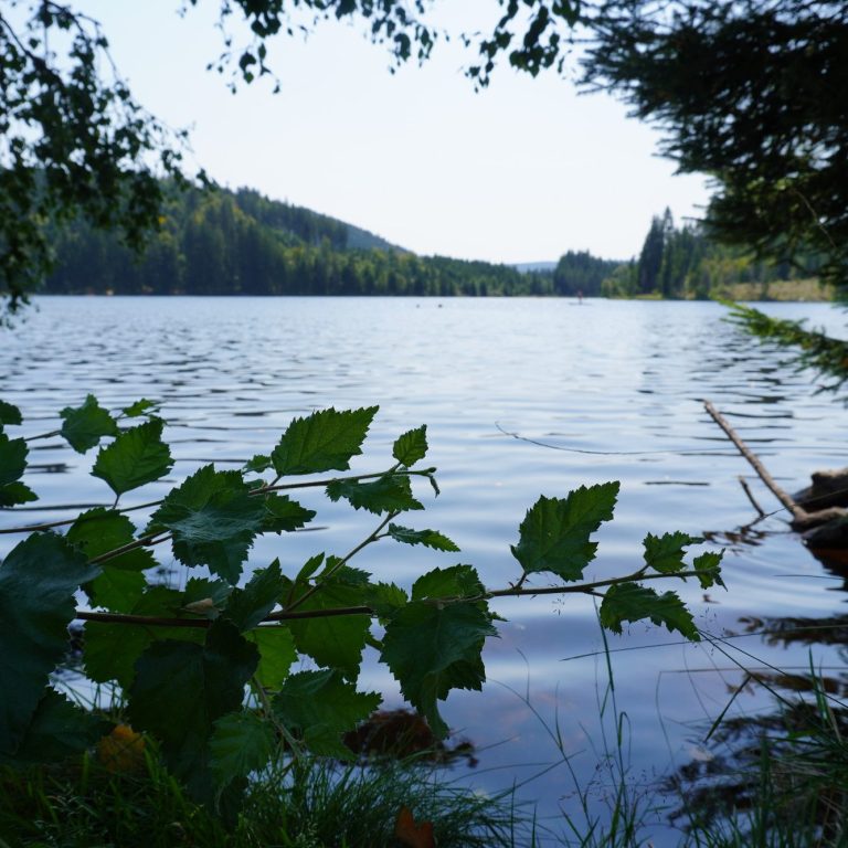 Ruhiger See umgeben von Bäumen und grünen Pflanzen im Vordergrund.