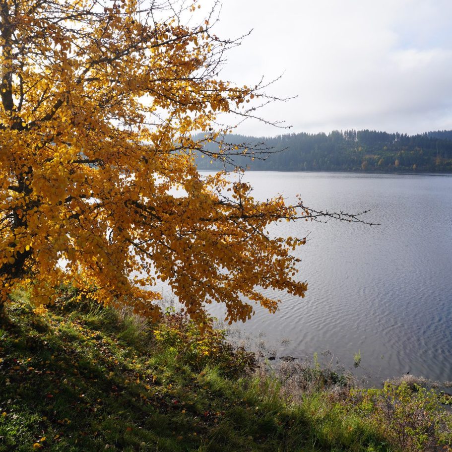 Ein herbstlicher Baum mit gelben Blättern am Ufer eines ruhigen Sees.