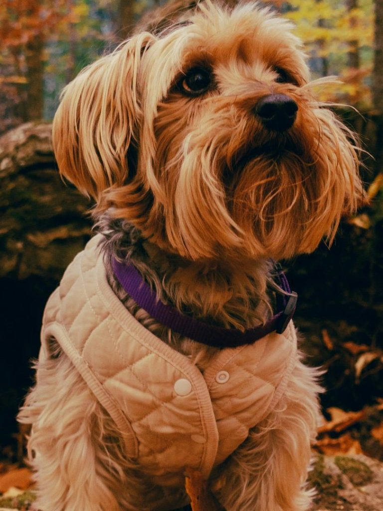 Ein kleiner Hund mit zotteligem Fell und warmer Jacke in der Natur.