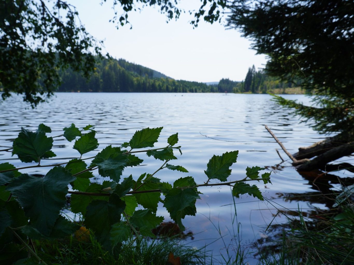 Ruhiger See mit Ufervegetation und umgebenden Wäldern im Hintergrund.