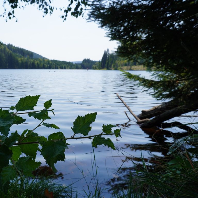 Windgfällweiher Ruhiger See mit Uferpflanzen und Bäumen im Hintergrund, umgeben von Wald.