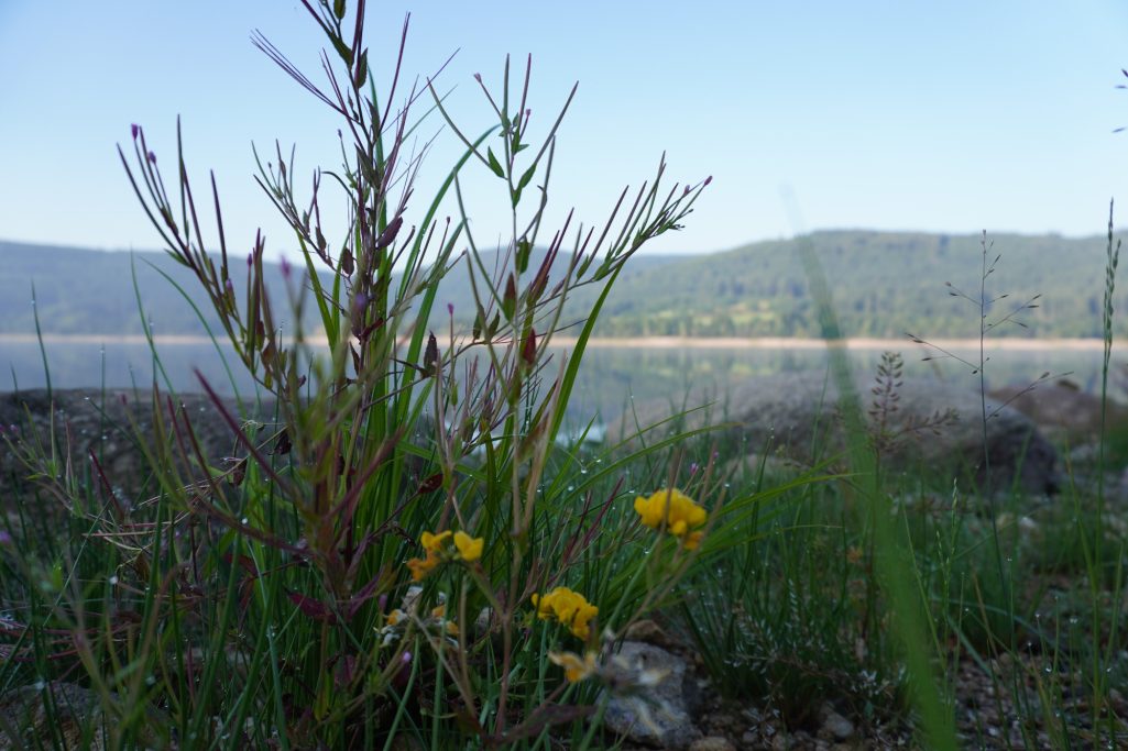 Gelbe Blumen am Ufer eines Gewässers mit Hügeln im Hintergrund.