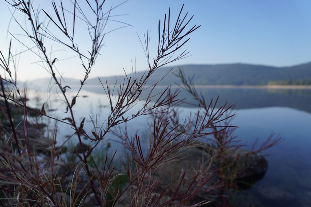 Uferlandschaft mit Pflanze und ruhigem Wasser im Morgenlicht.