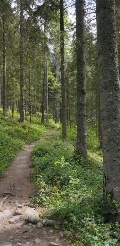 Wanderweg durch einen ruhigen, bewaldeten Bereich mit hohen Bäumen.