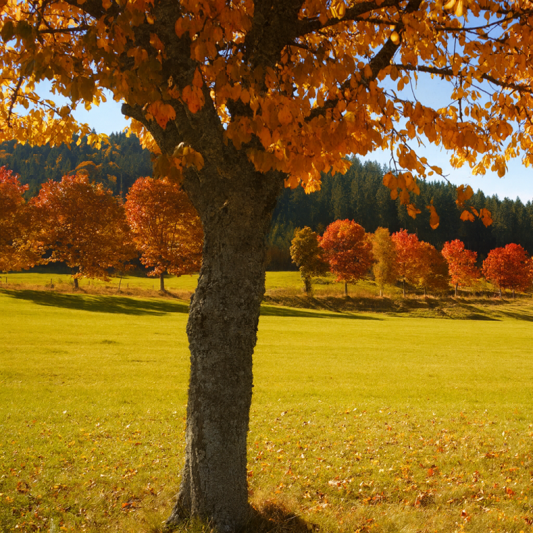 Baum mit orangefarbenen Blättern vor einem Feld mit bunten Herbstbäumen.