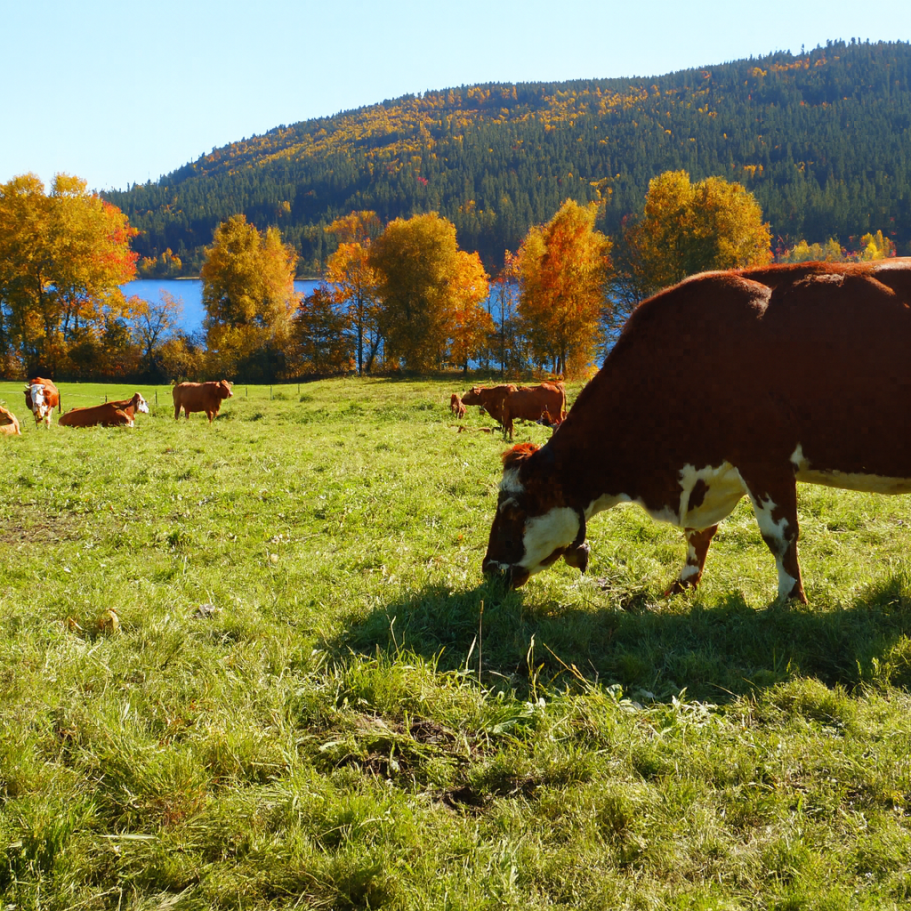 Kuh frisst auf einer Wiese mit bunten Bäumen und einem See im Hintergrund.